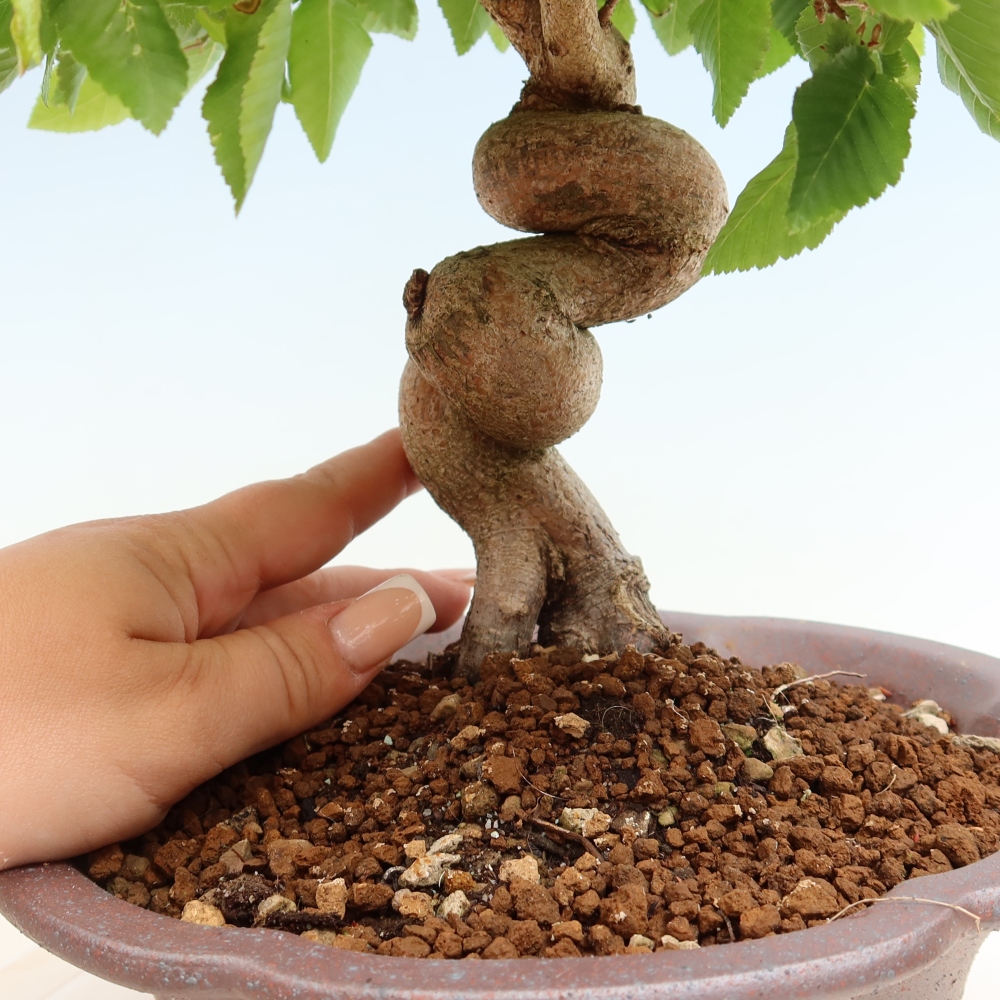 Bonsai voor buiten -Carpinus Coreana - Koreaanse haagbeuk