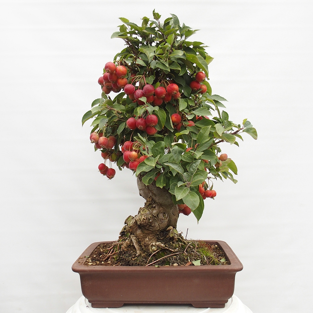 Bonsai voor buiten -Malus halliana - Appelboom met kleine vruchten
