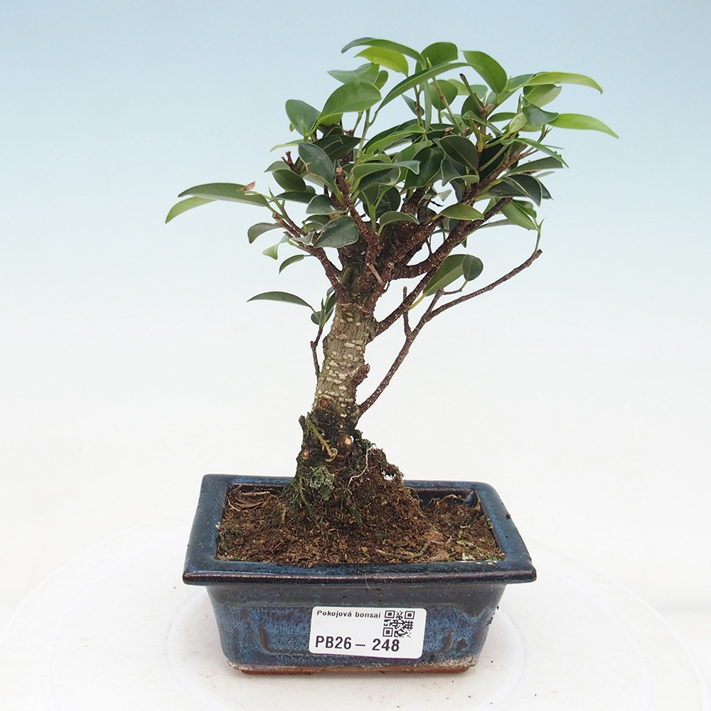 Kamer bonsai Ficus retusa kimmen