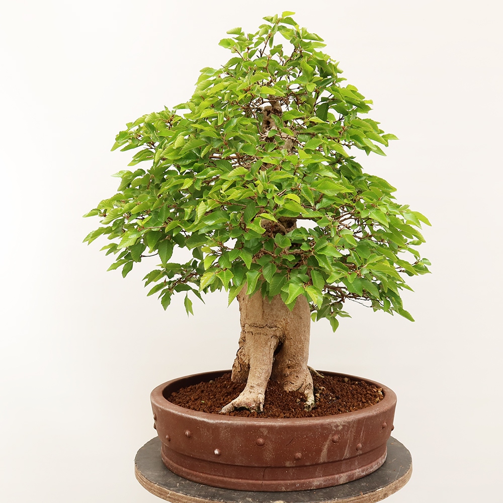 Bonsai voor buiten -Carpinus Coreana - Koreaanse haagbeuk