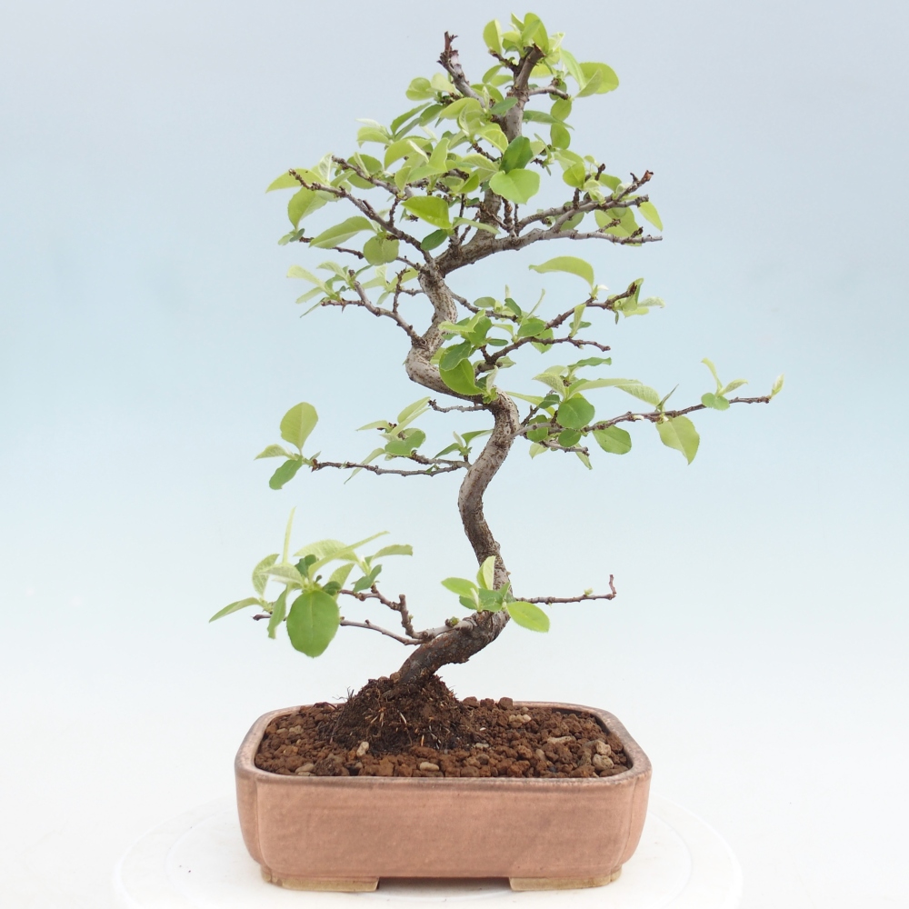 Bonsai voor buiten - Chaneomeles chinensis