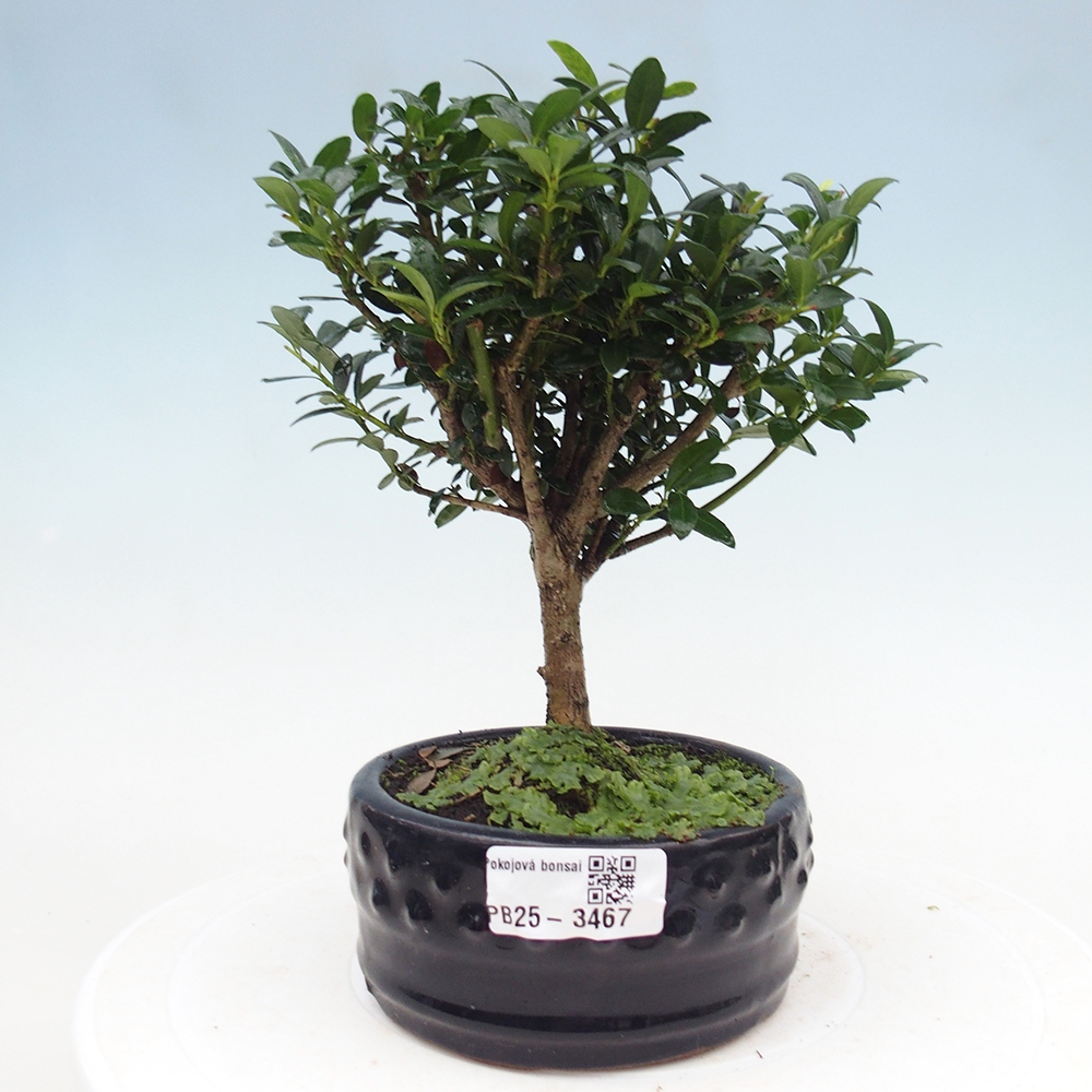 Kamerbonsai - Ilex crenata - Hulst
