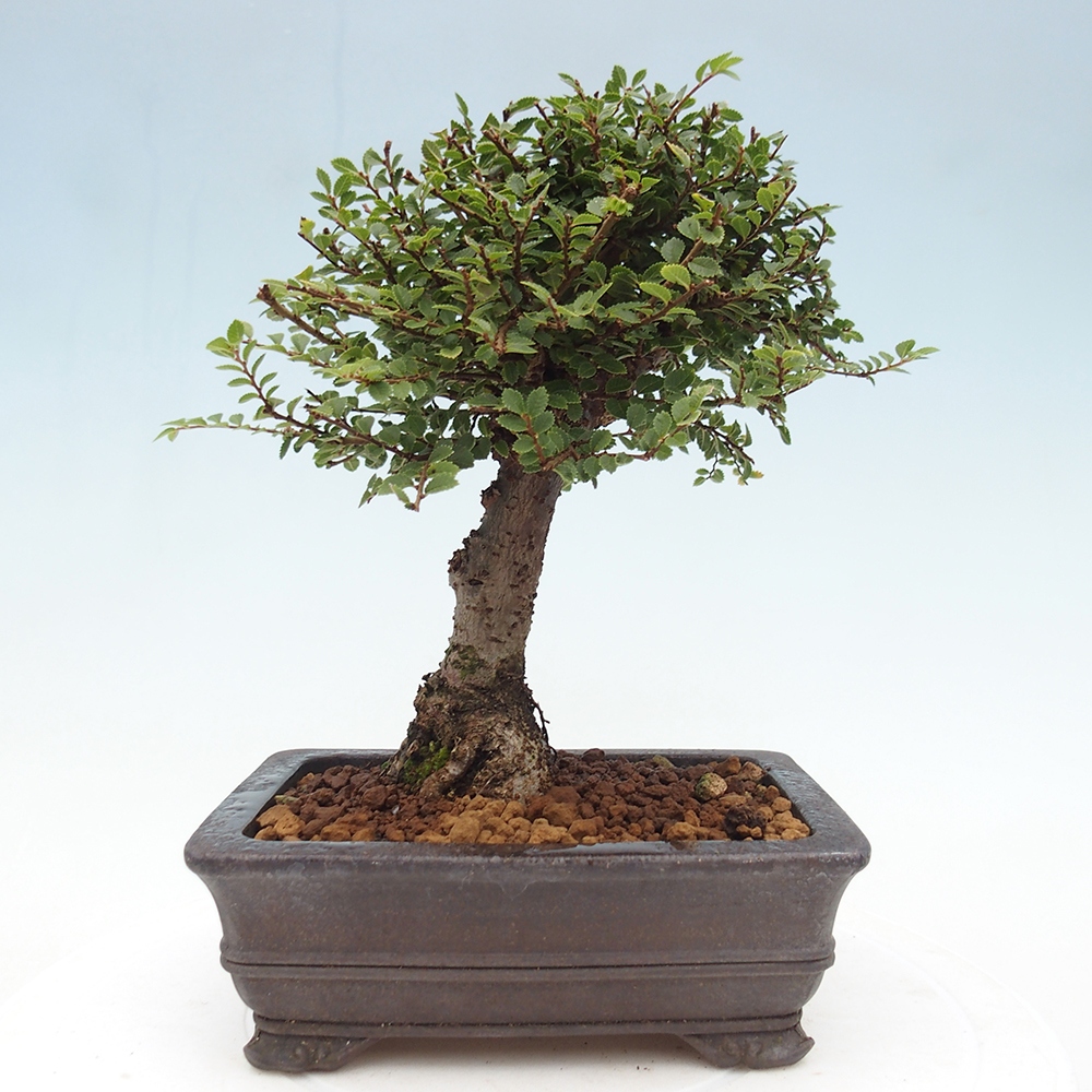 Bonsai voor buiten - Ulmus parvifolia Hokkaido - Chinese iep