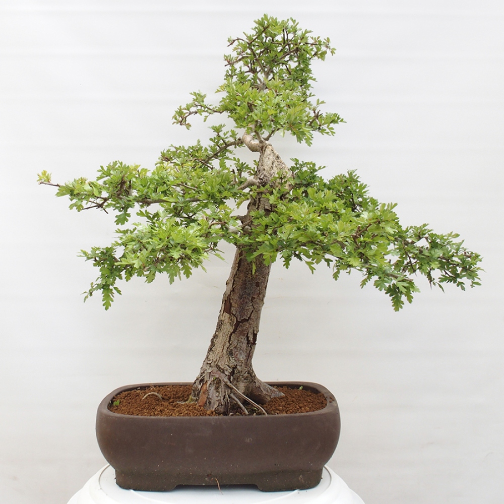 Bonsai voor buiten - Meidoorn - Crataegus monogyna