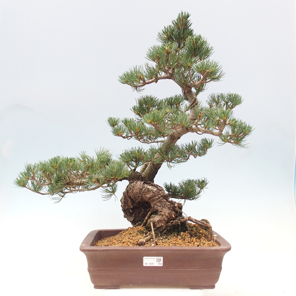 Bonsai voor buiten - Pinus parviflora - Pinus parviflora