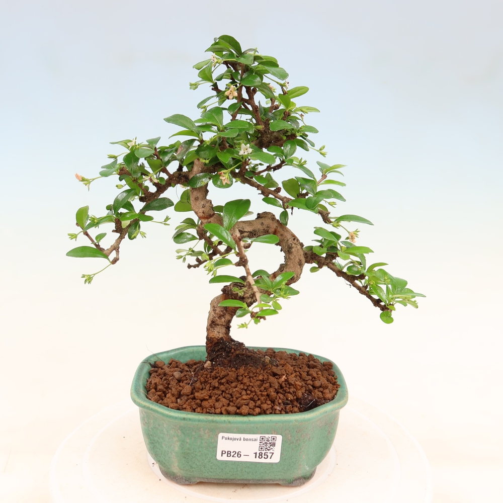 Kamerbonsai - Carmona macrophylla - Thee fuki