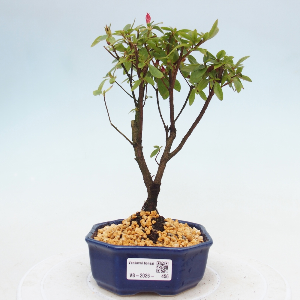 Bonsai voor buiten - Japanse azalea - Azalea sp.