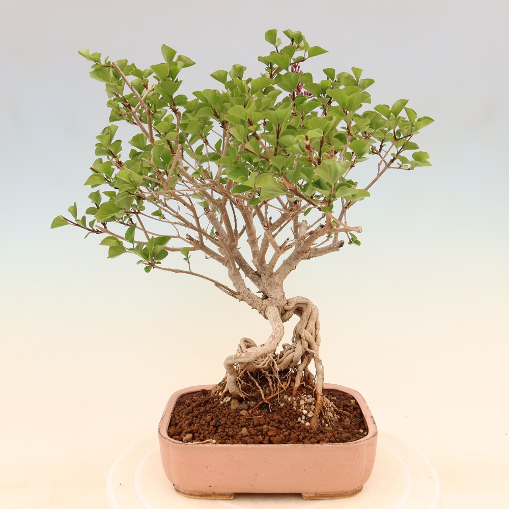 Bonsai voor buiten - Syringa microphylla - kleinbloemige sering