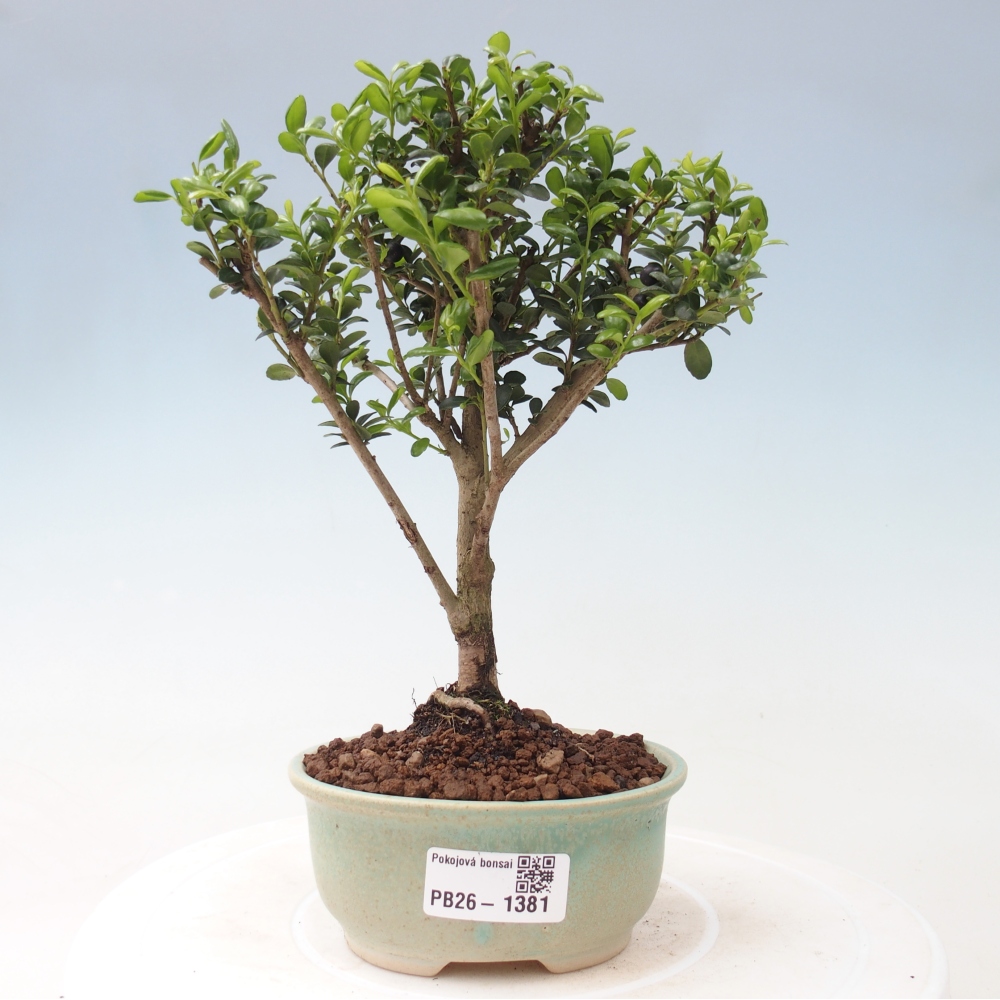 Kamerbonsai - Ilex crenata - Hulst