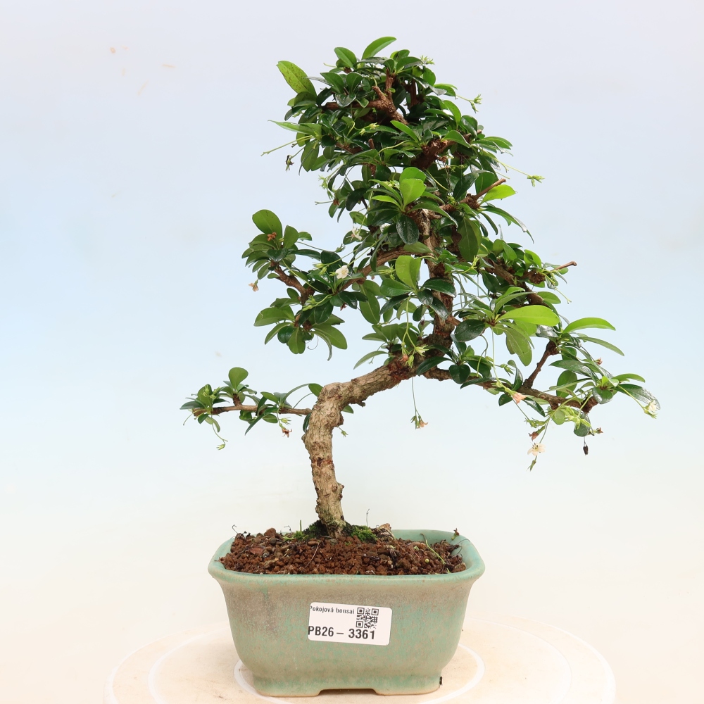 Kamerbonsai - Carmona macrophylla - Thee fuki