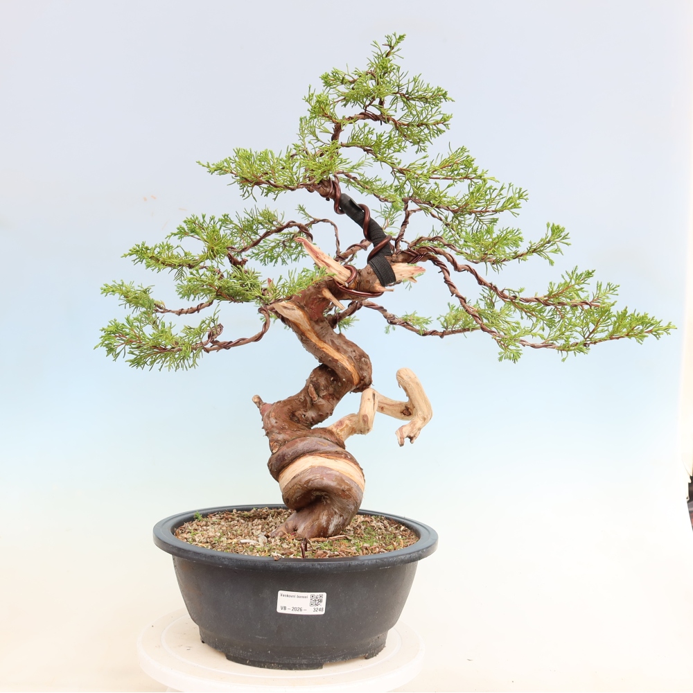 Bonsai voor buiten - Juniperus chinensis Itoigawa-Juniperus chinensis