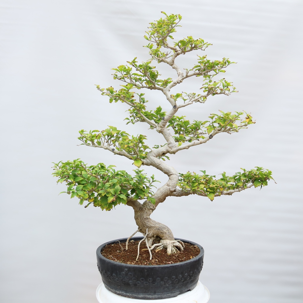 Bonsai voor buiten - Hibiscus syriacus - Syrische hibiscus