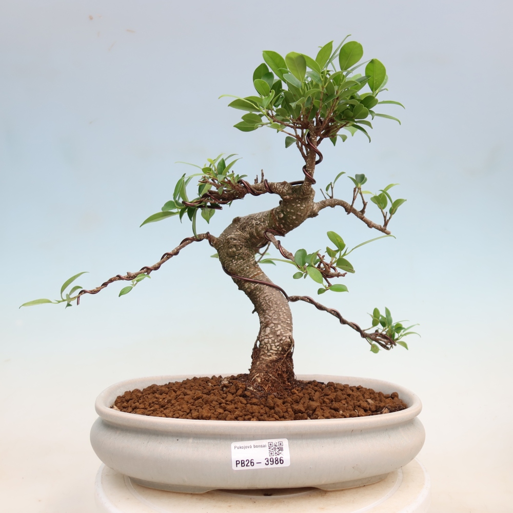 Kamerbonsai - Ficus kimmen - kleinbladige ficus