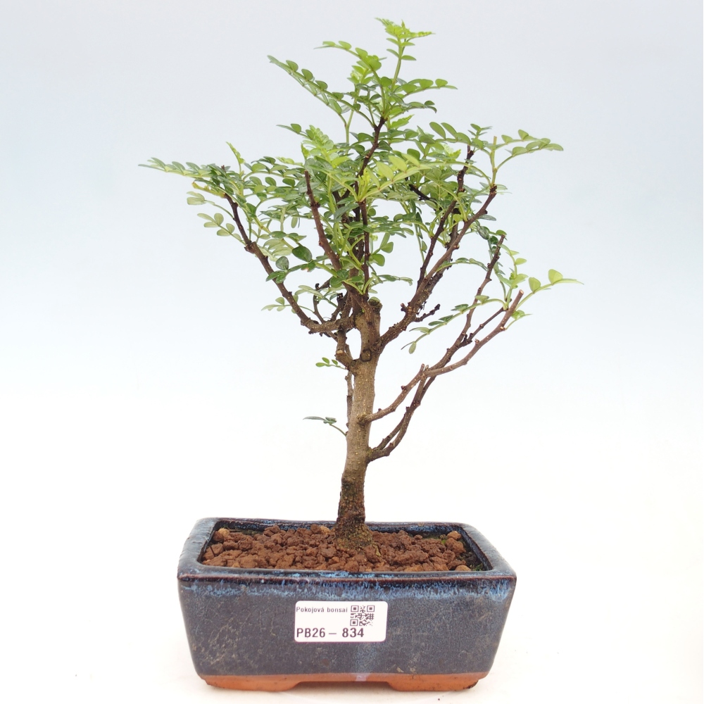 Kamerbonsai - Zantoxylum piperitum - peperboom