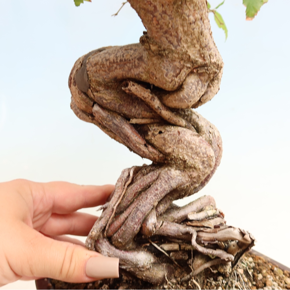 Bonsai voor buiten -Carpinus CARPINOIDES - Koreaanse haagbeuk