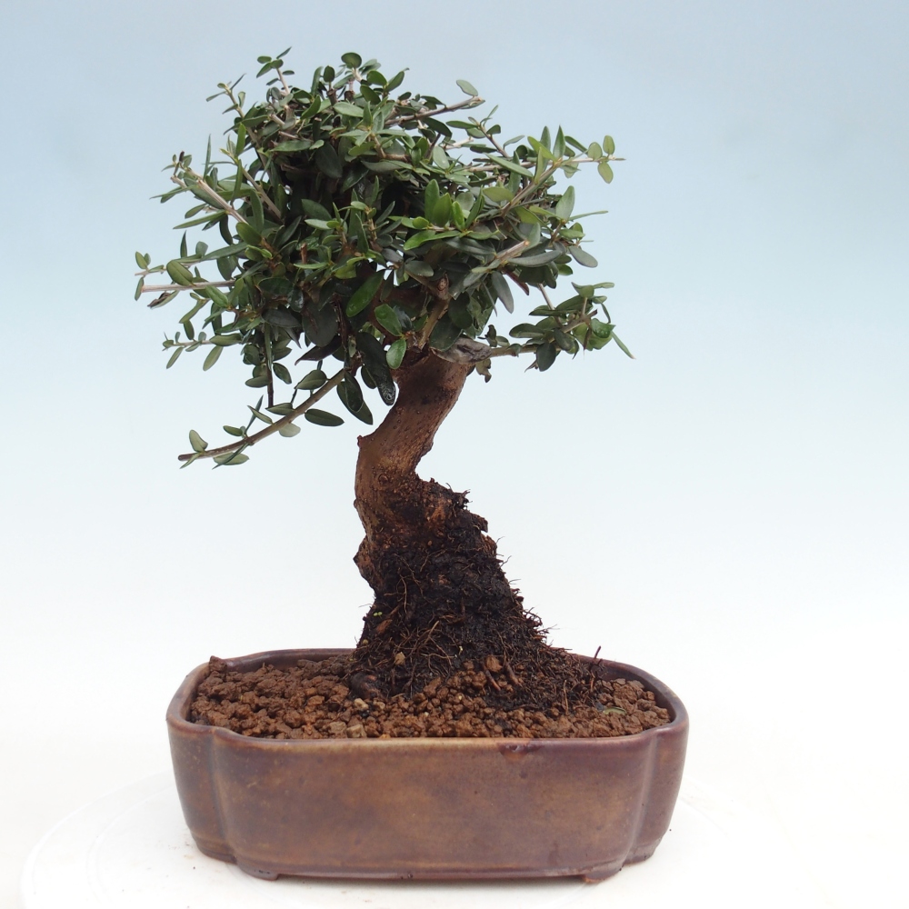 Bonsai voor binnen - Olea europaea sylvestris