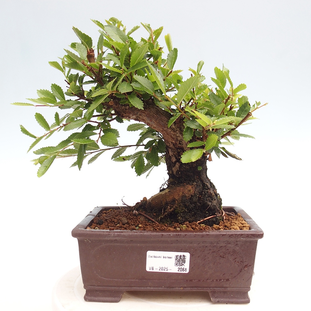 Bonsai voor buiten - Zelkova - Zelkova NIRE