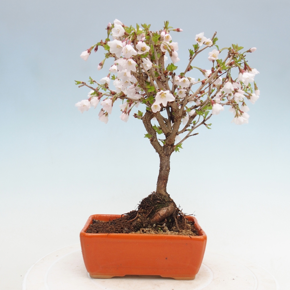 Bonsai voor buiten - Prunus incisa Kojou-no mai-Plivon uitgesneden