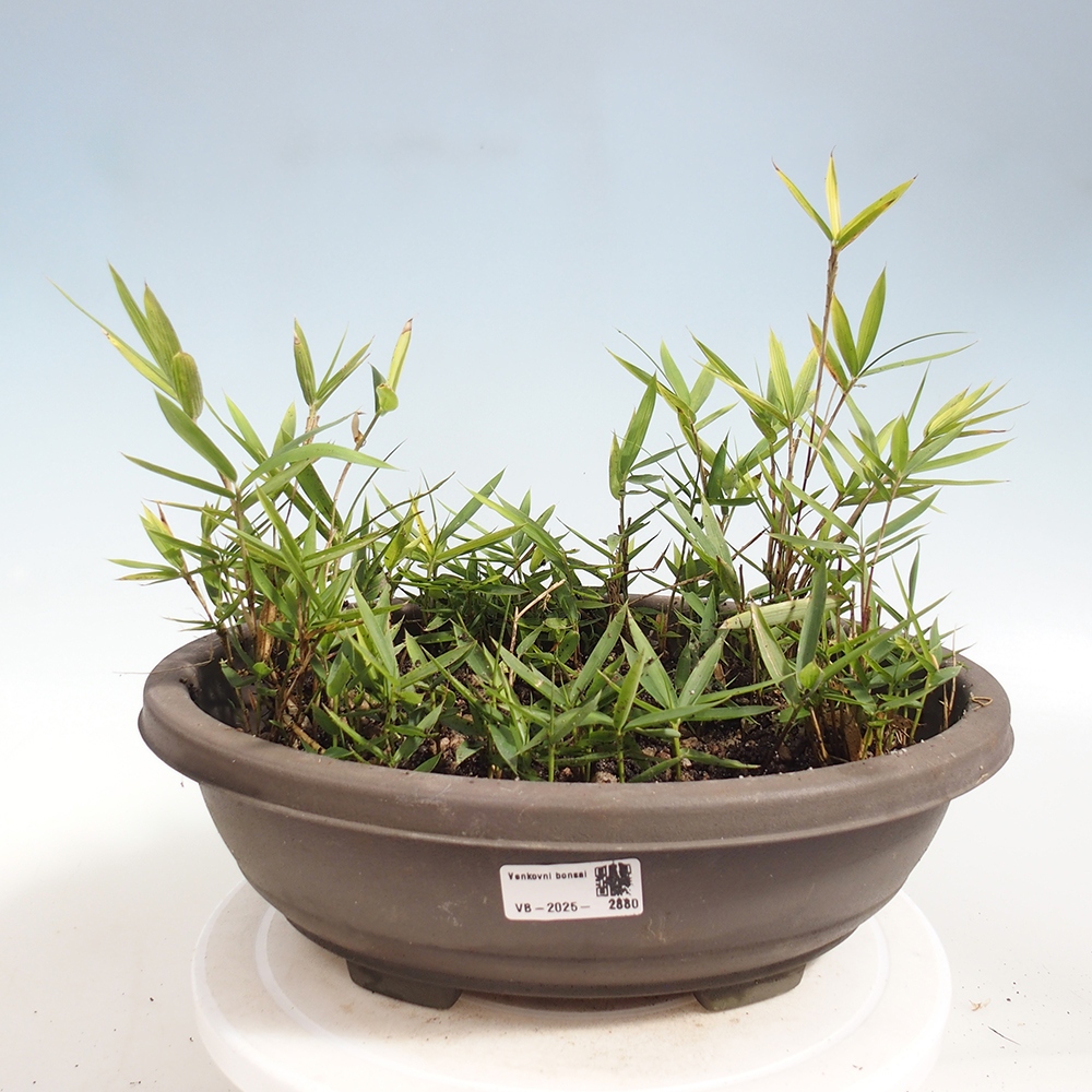 Bonsai voor buiten - Pleioblastus argenteostriatus f.pumilus - Dwergbamboe