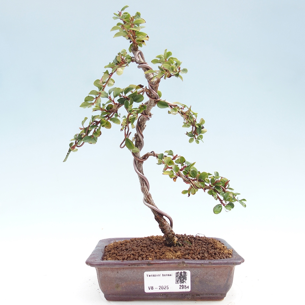 Bonsai voor buiten - Cotoneaster horizontalis - Rocky Mountain