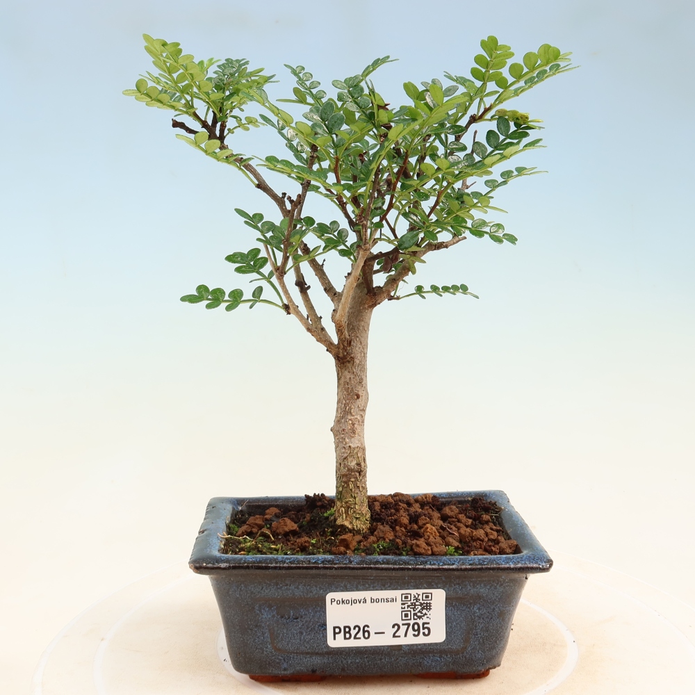 Kamerbonsai - Zantoxylum piperitum - peperboom