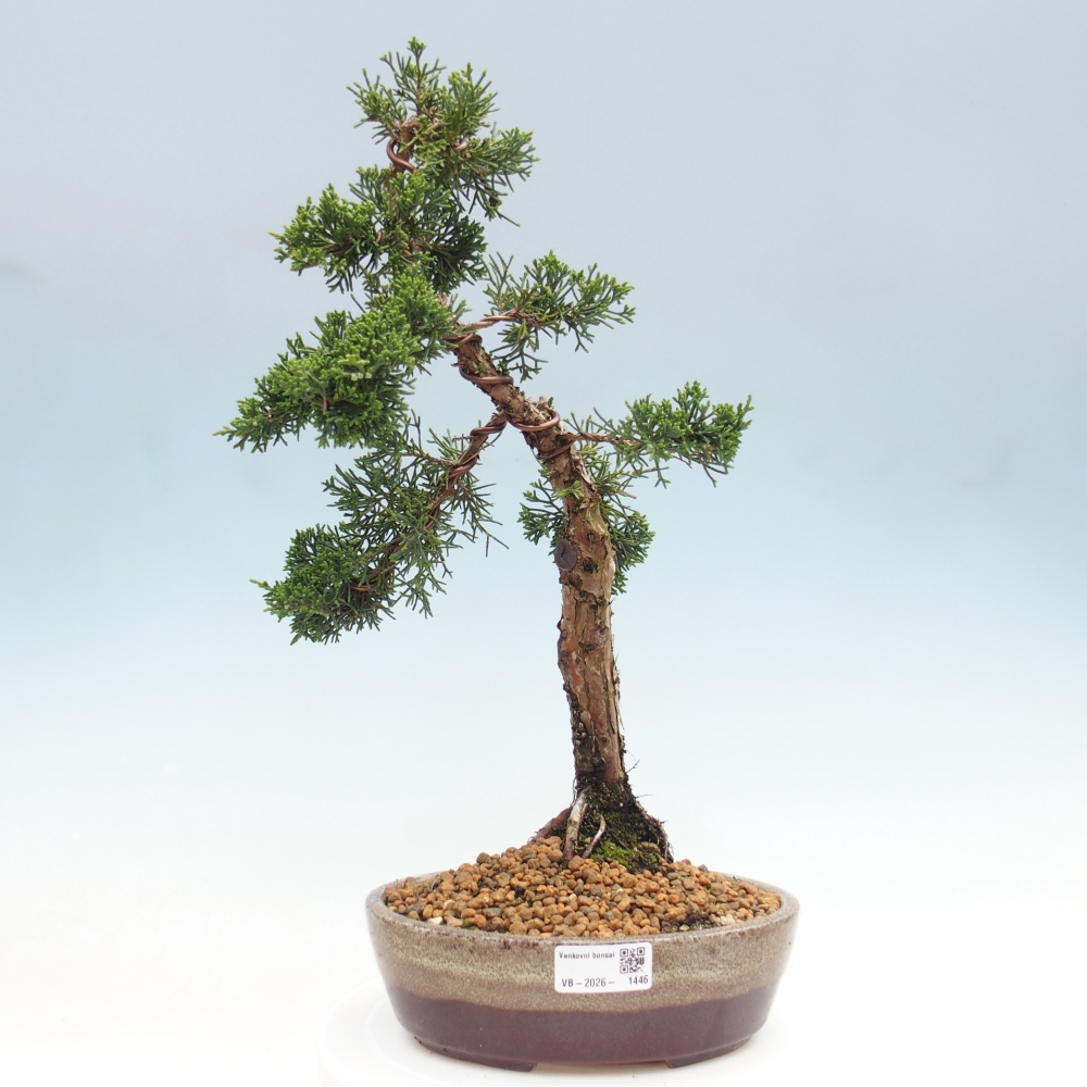 Bonsai voor buiten - Juniperus chinensis Kishu