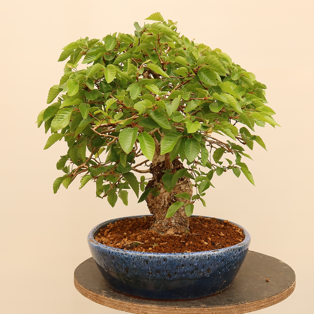 Bonsai voor buiten -Carpinus Coreana - Koreaanse haagbeuk