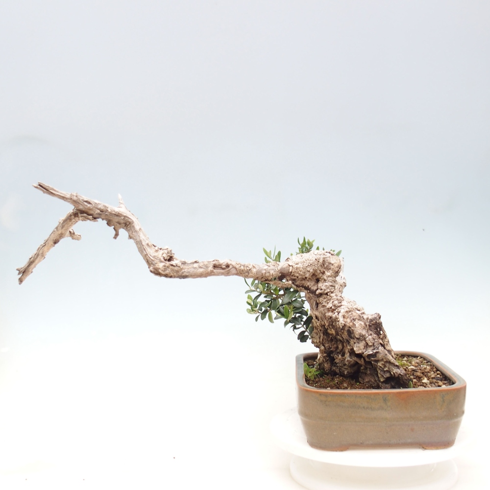 Bonsai voor binnen - Olea europaea sylvestris