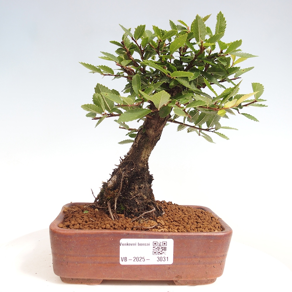 Bonsai voor buiten - Zelkova - Zelkova NIRE