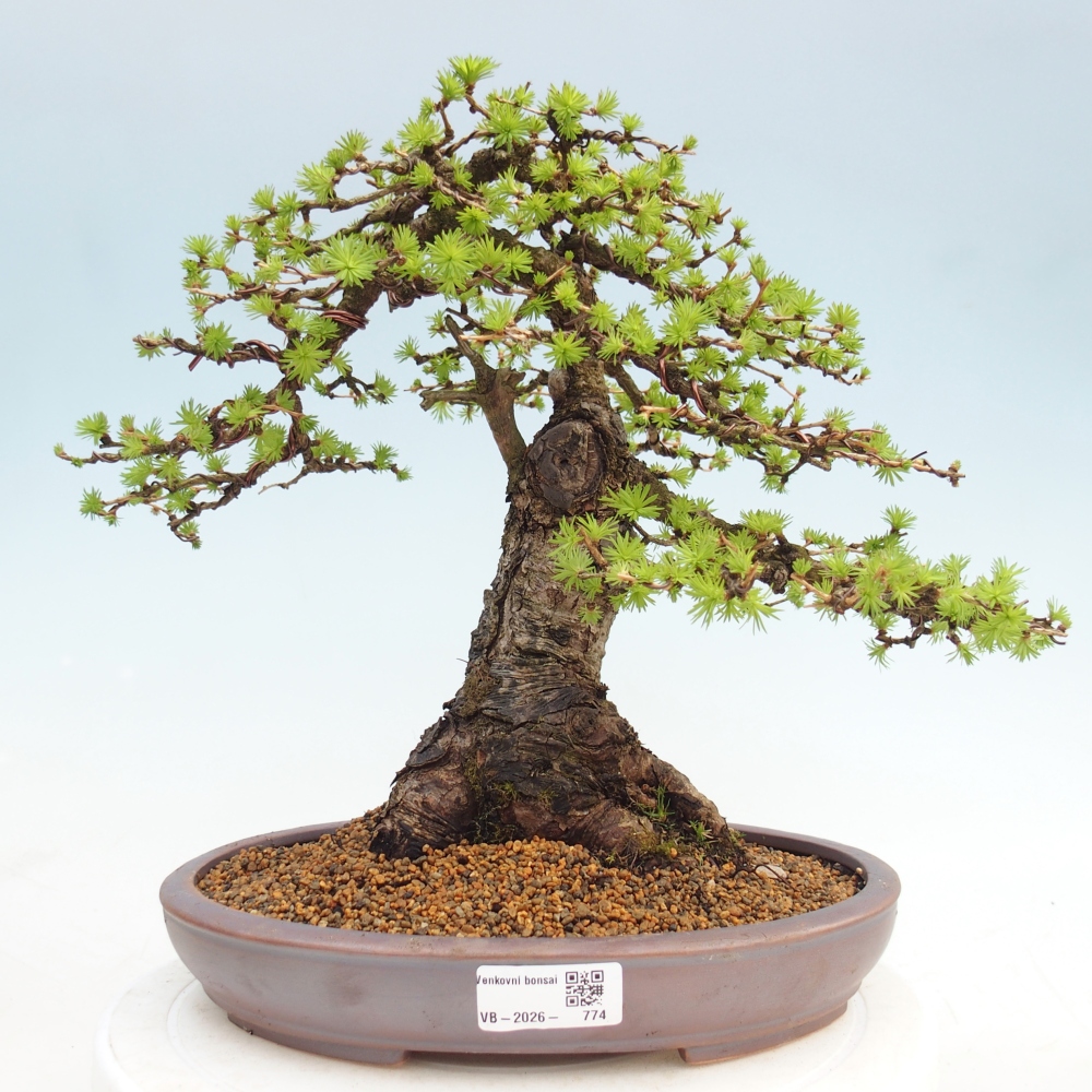 Bonsai voor buiten -Larix decidua - Lariks