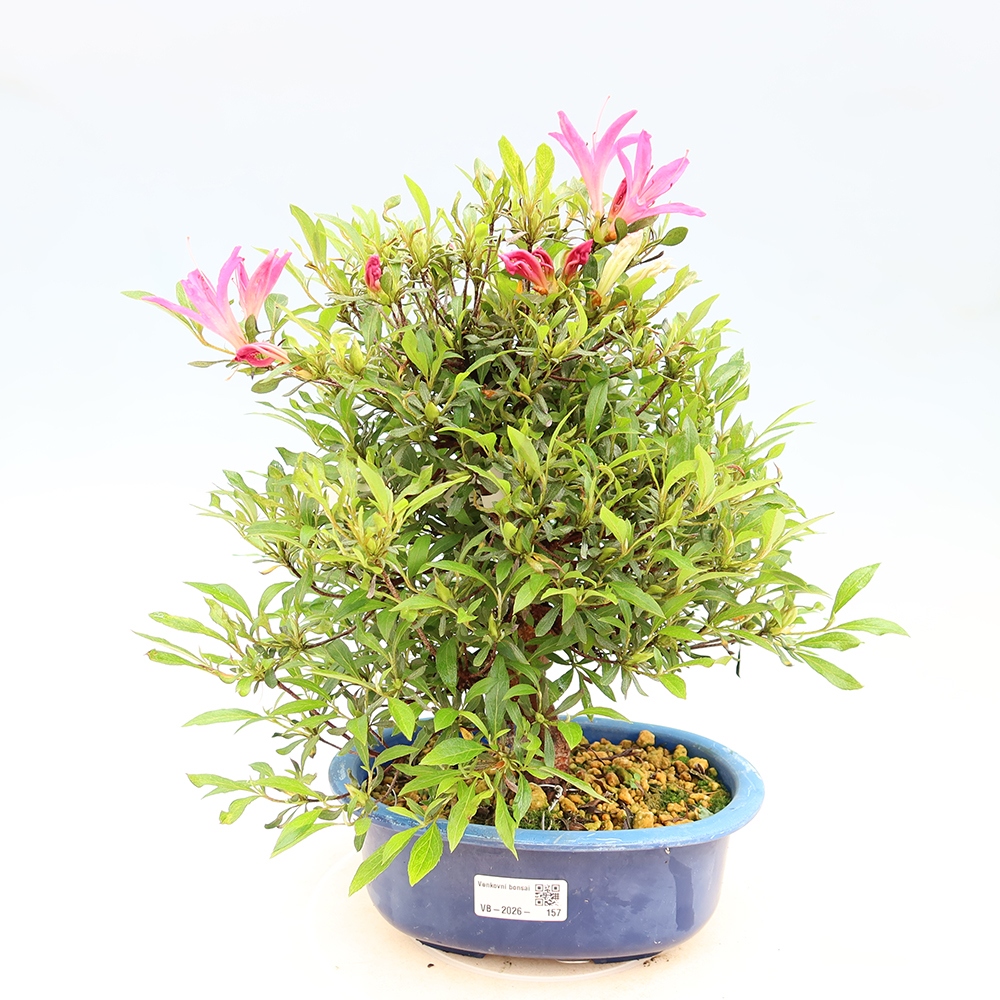 Bonsai voor buiten - Japanse Azalea - Azalea Ryusen