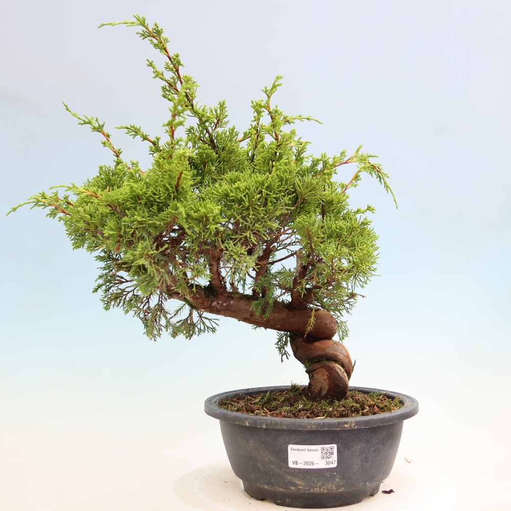 Bonsai voor buiten - Juniperus chinensis Itoigawa-Juniperus chinensis
