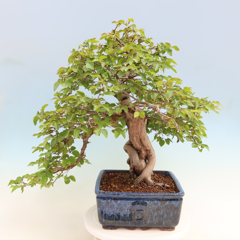 Bonsai voor buiten -Carpinus Coreana - Koreaanse haagbeuk