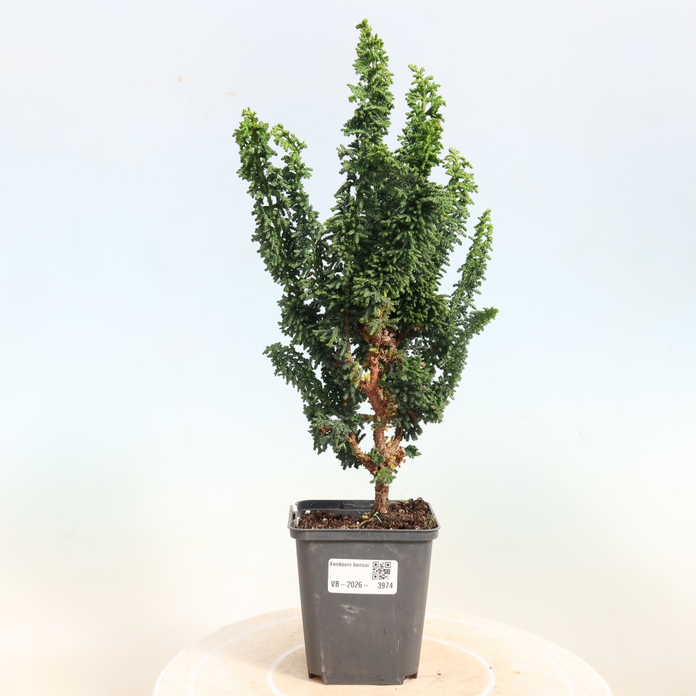 Bonsai voor buiten - Cham. obtusa SEKKA HINOKI - Cipres