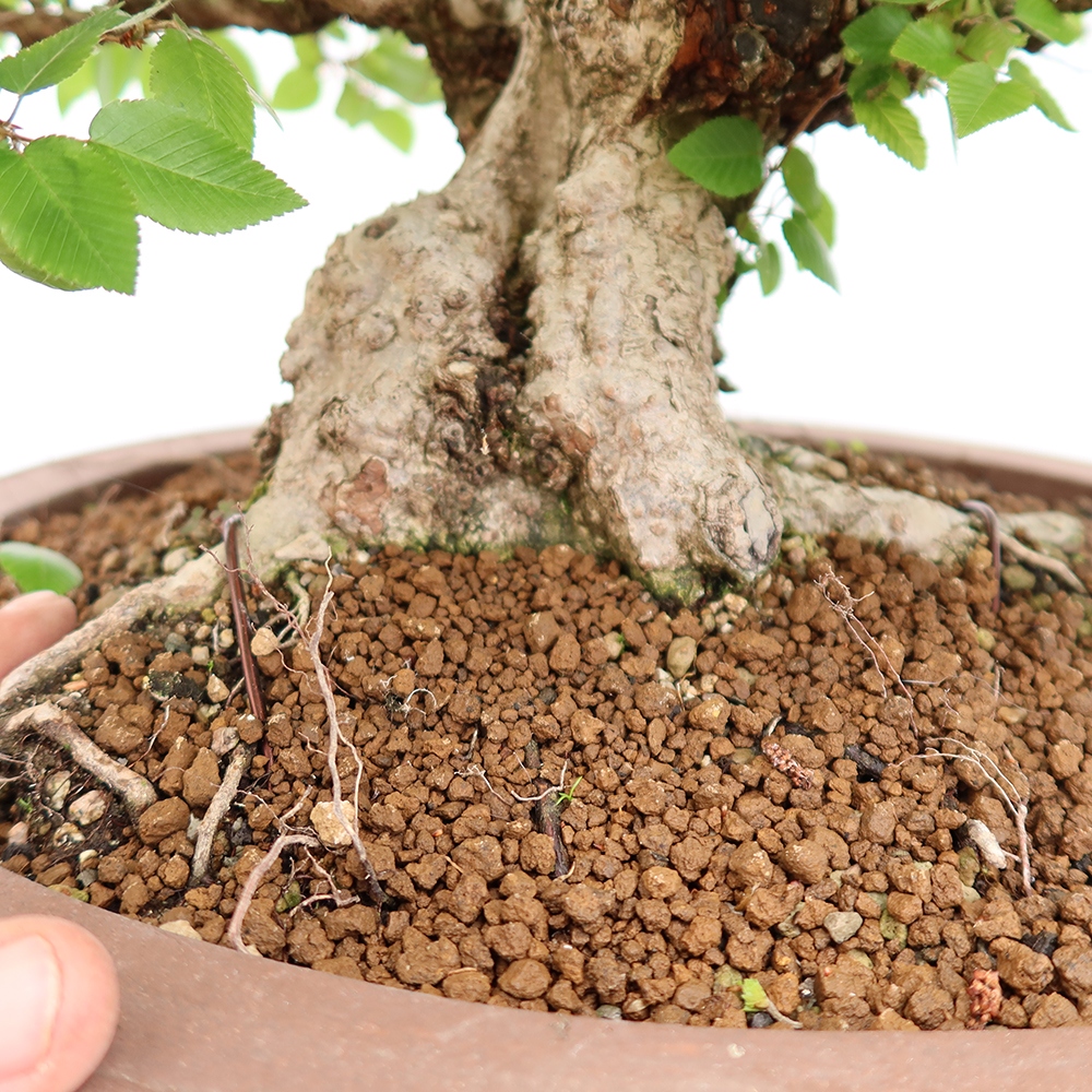 Bonsai voor buiten -Carpinus Coreana - Koreaanse haagbeuk