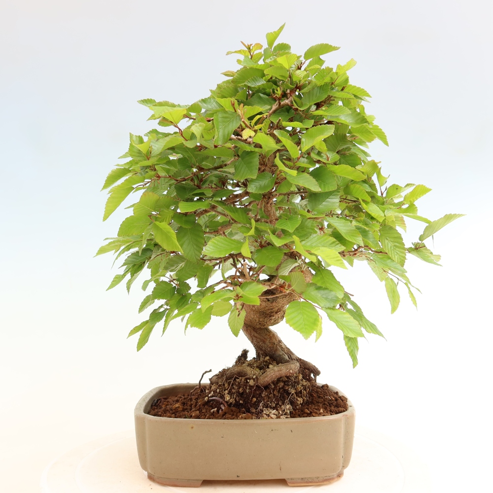 Bonsai voor buiten -Carpinus Coreana - Koreaanse haagbeuk
