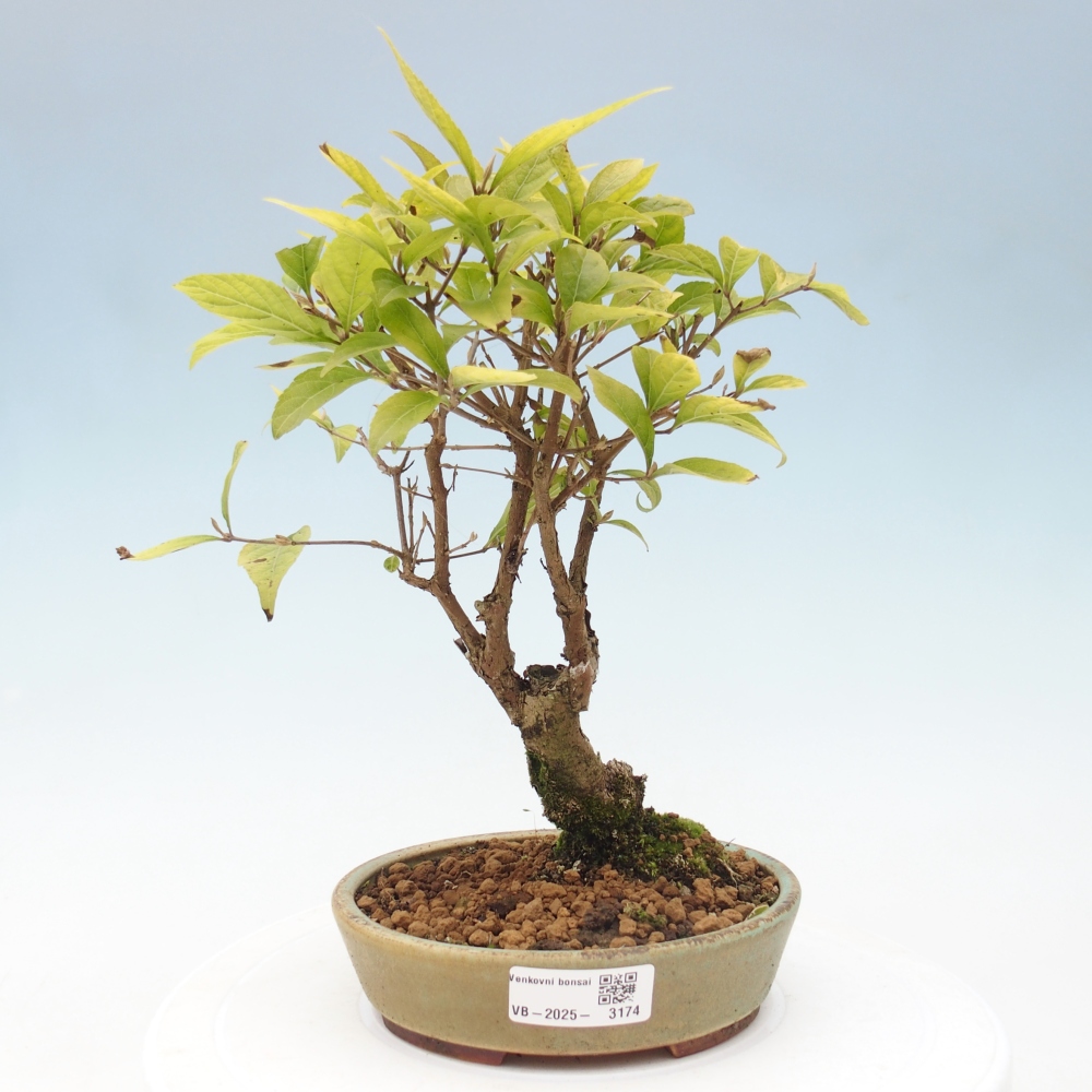 Bonsai voor buiten - Callicarpa japonica