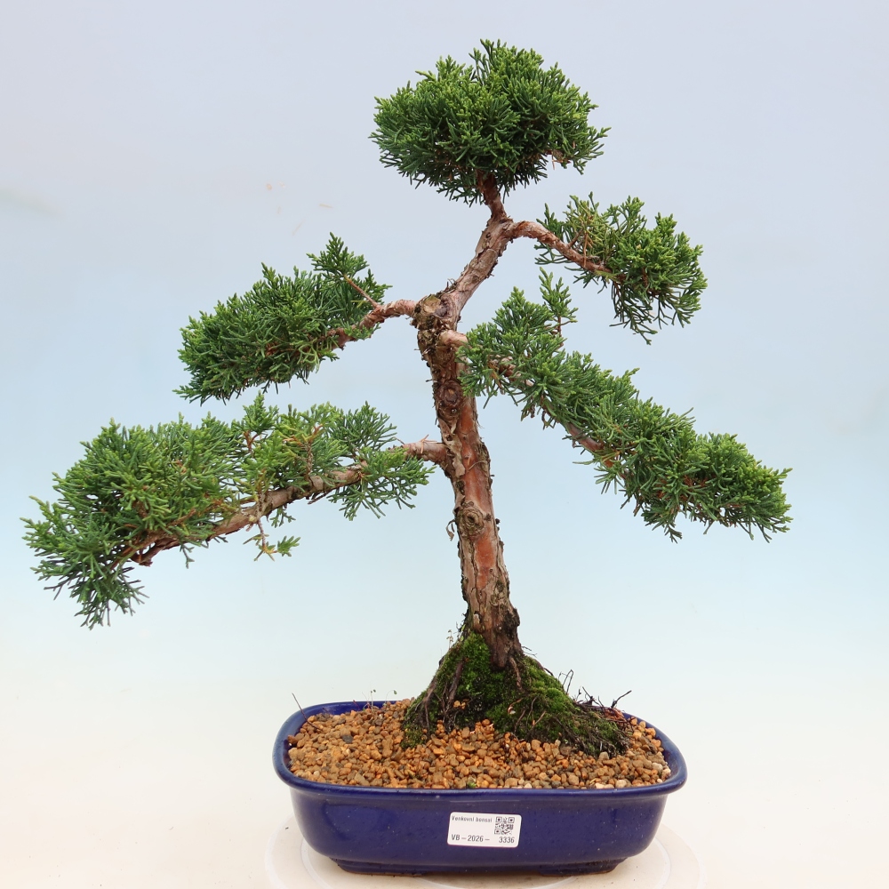 Bonsai voor buiten - Juniperus chinensis Kishu