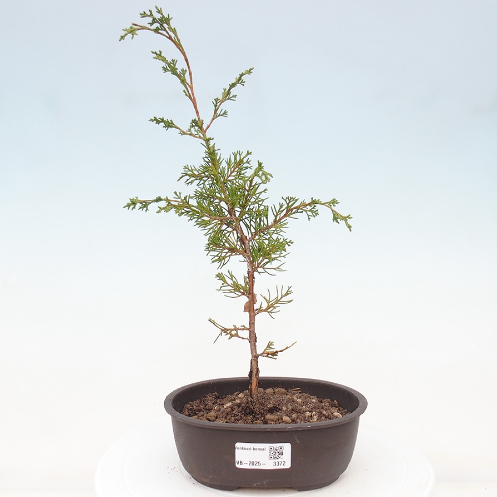 Bonsai voor buiten - Juniperus chinensis Itoigawa
