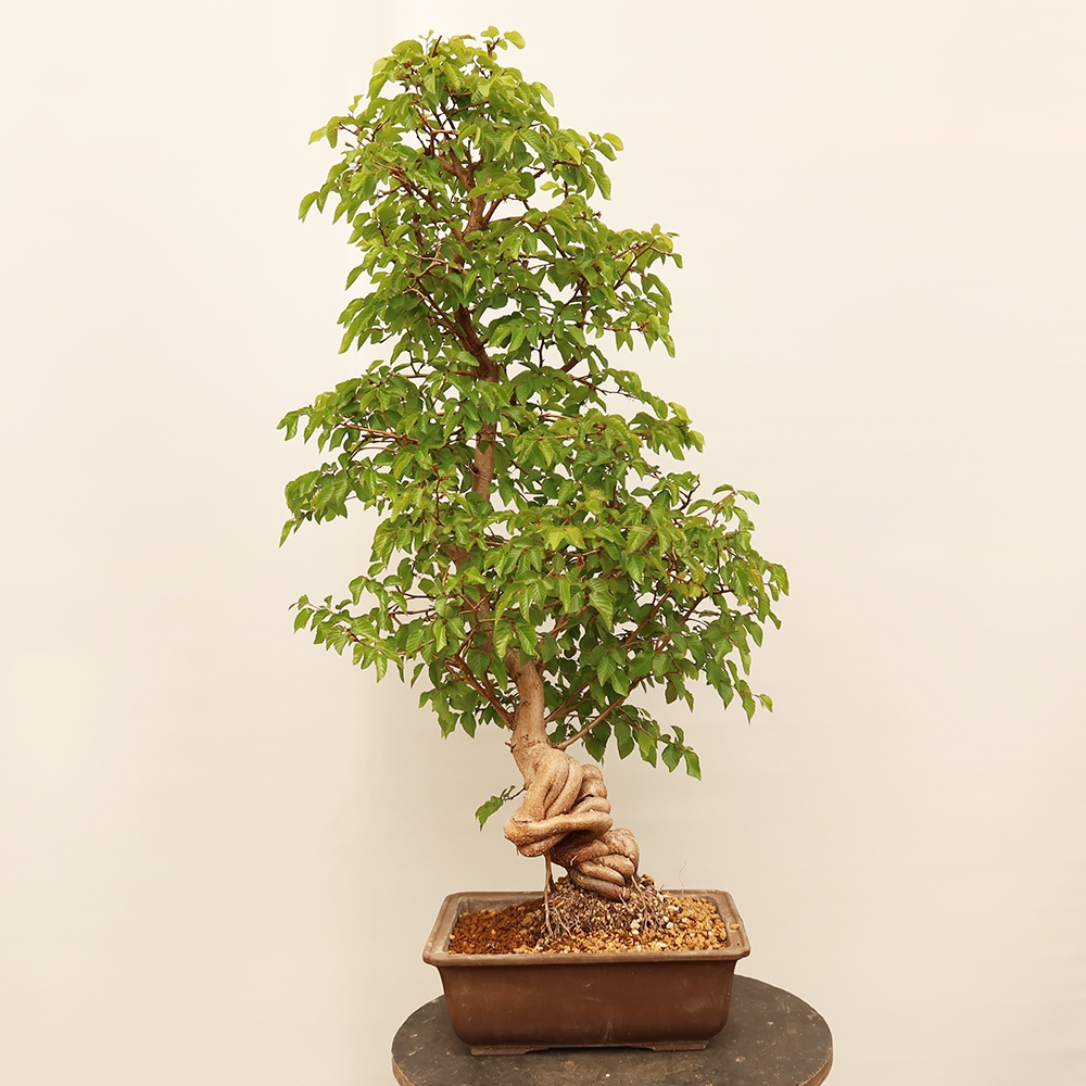 Bonsai voor buiten -Carpinus Coreana - Koreaanse haagbeuk