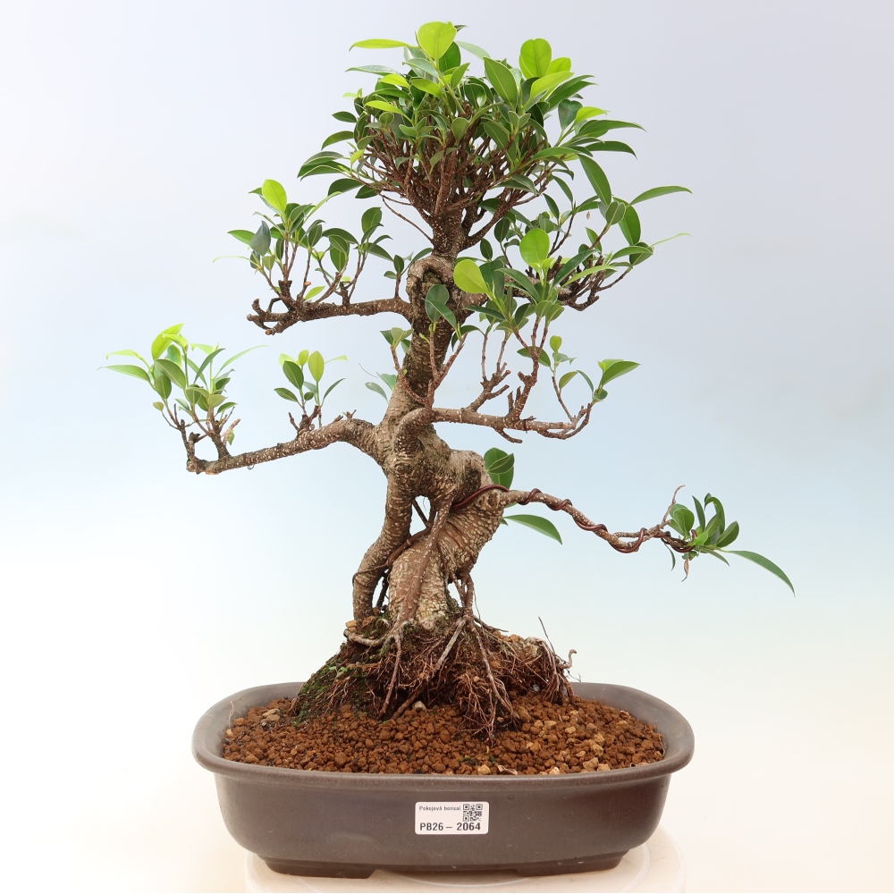 Kamerbonsai - Ficus kimmen - kleinbladige ficus