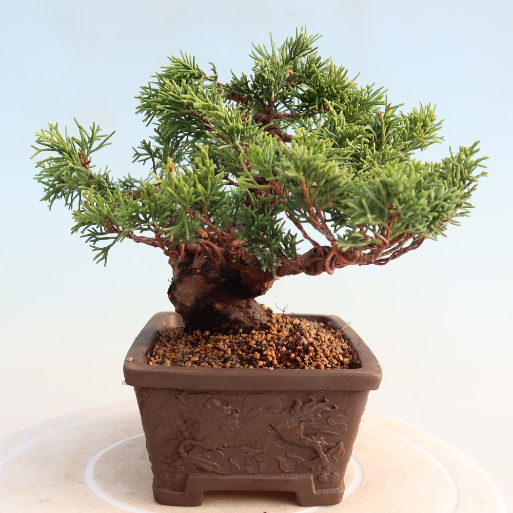 Bonsai voor buiten - Juniperus chinensis Itoigawa