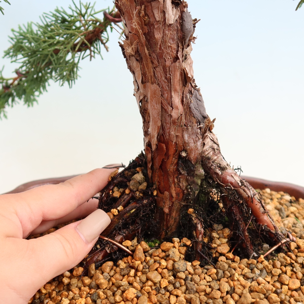Bonsai voor buiten - Juniperus chinensis Kishu
