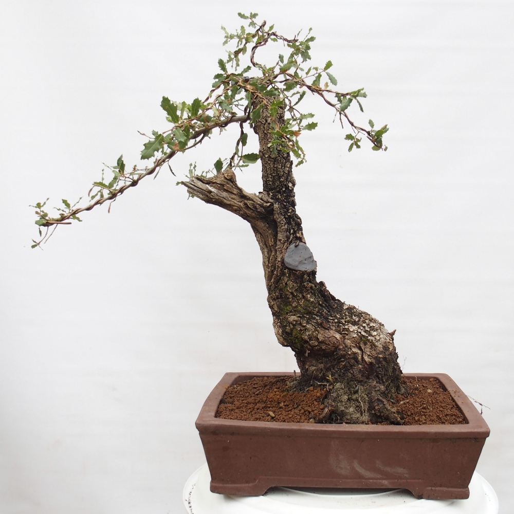 Yamadori - Quercus Ilex -Oakhulst