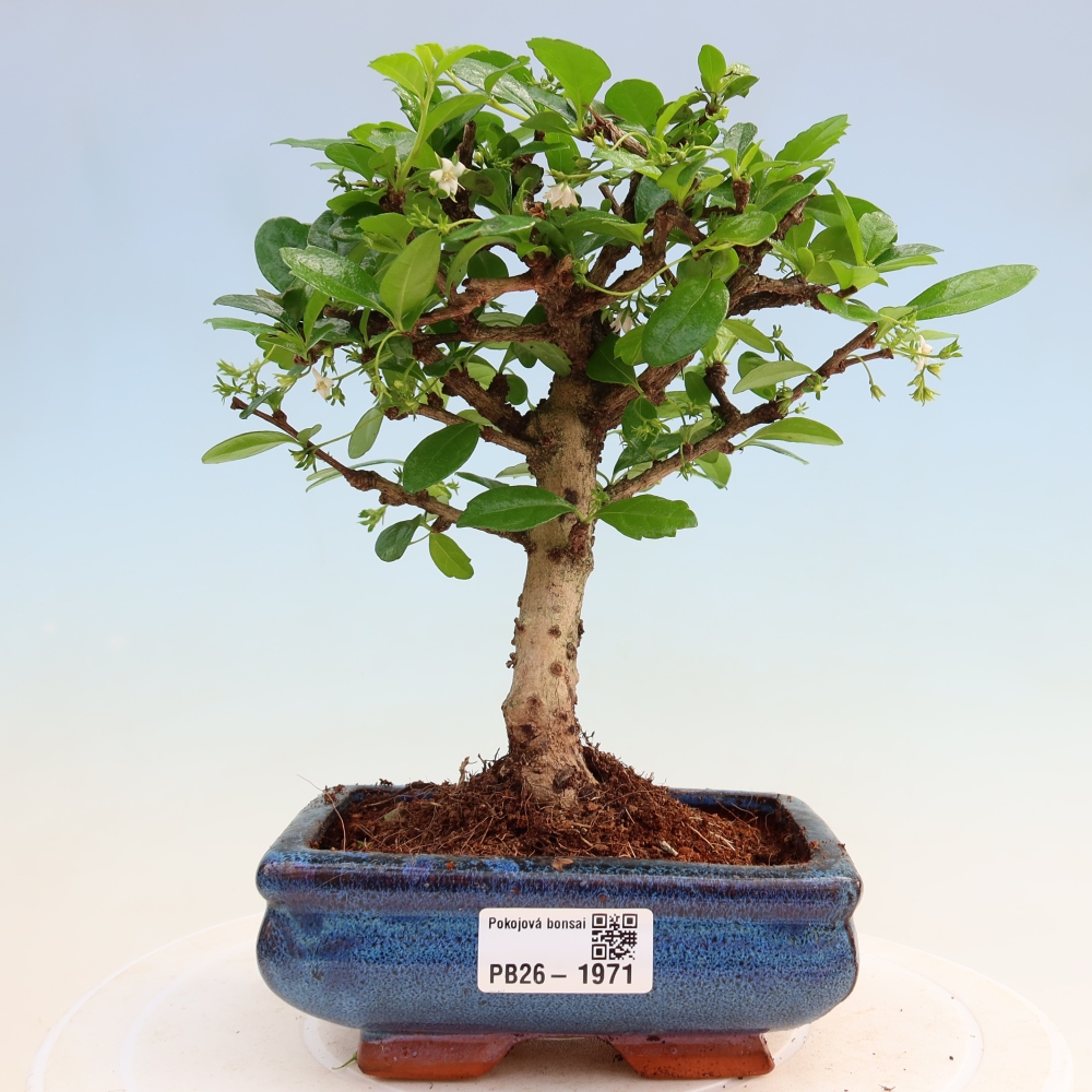 Kamerbonsai - Carmona macrophylla - Thee fuki