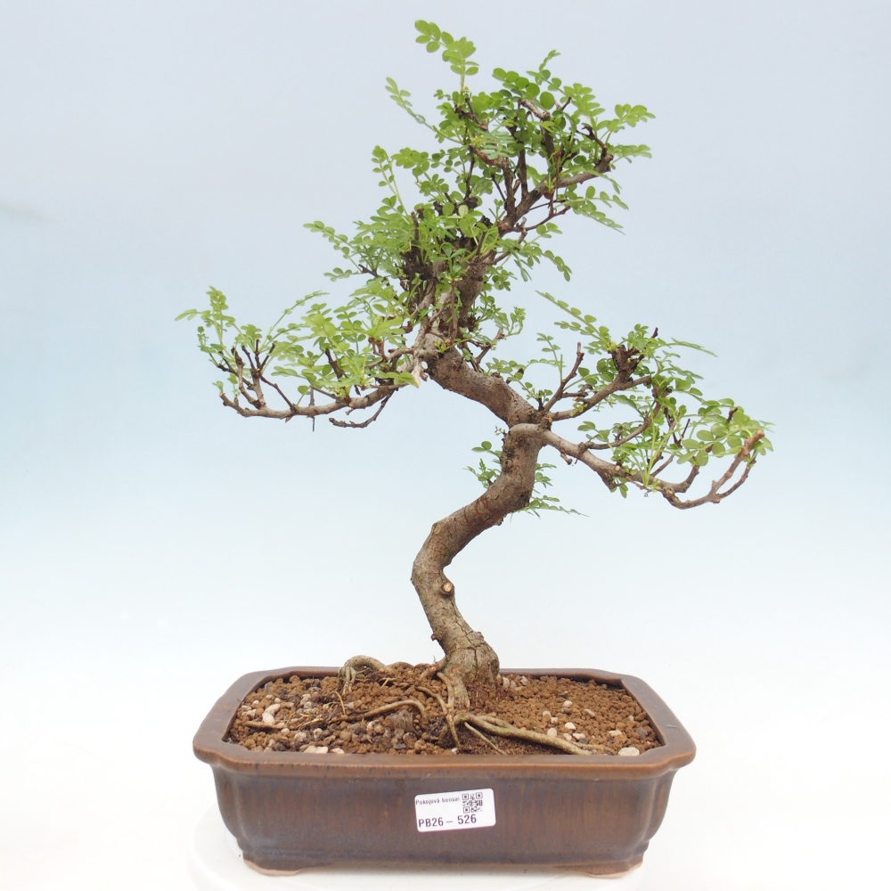 Kamerbonsai - Zantoxylum piperitum - peperboom