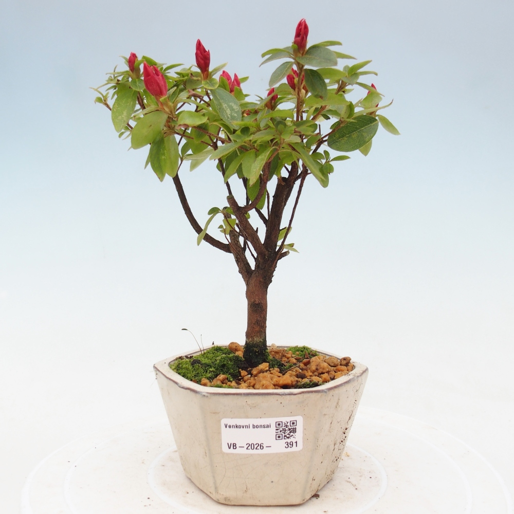 Bonsai voor buiten - Japanse azalea - Azalea sp.