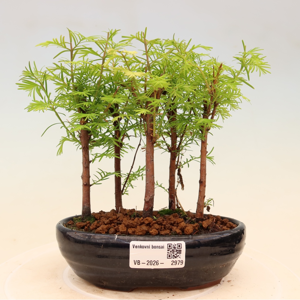 Buitenbonsai - Metasequoia glyptostroboides - Chinese metasequoia - bosje