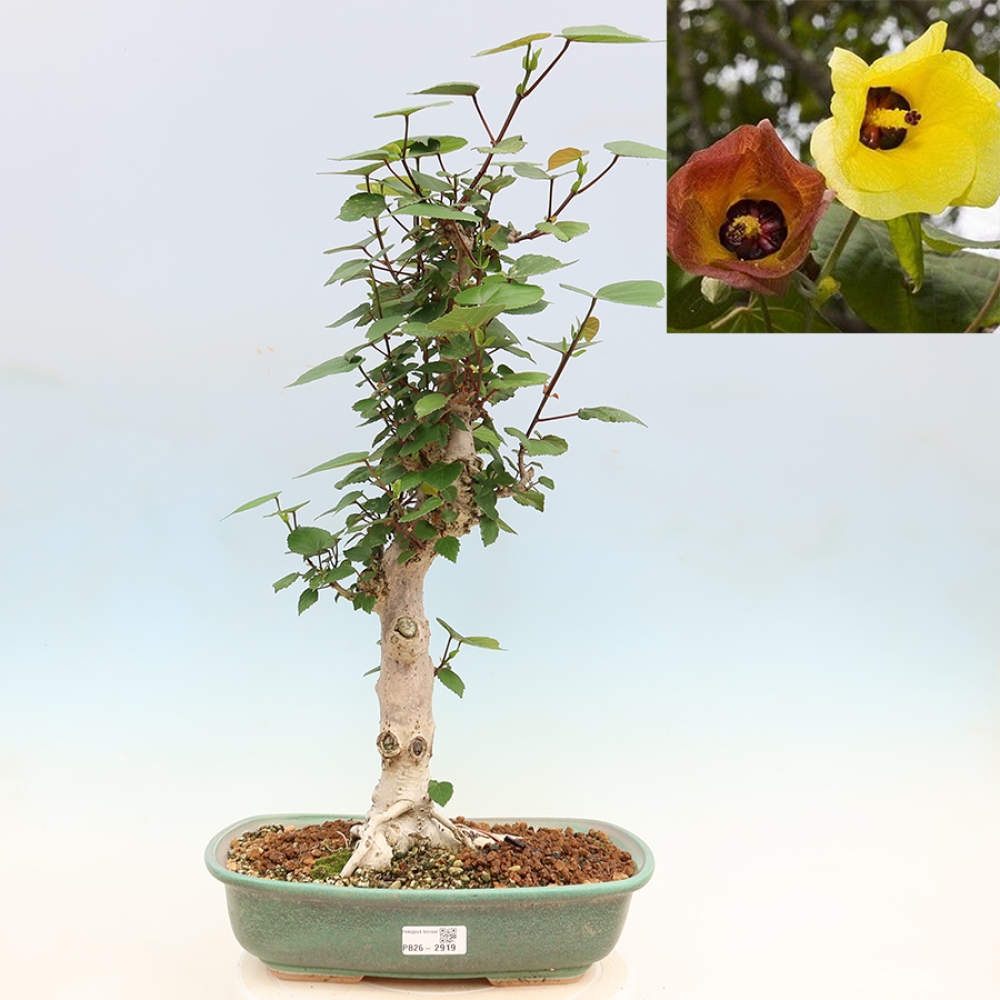 Bonsai voor binnen - Hibiscus tiliaceus - Zee Hibiscus