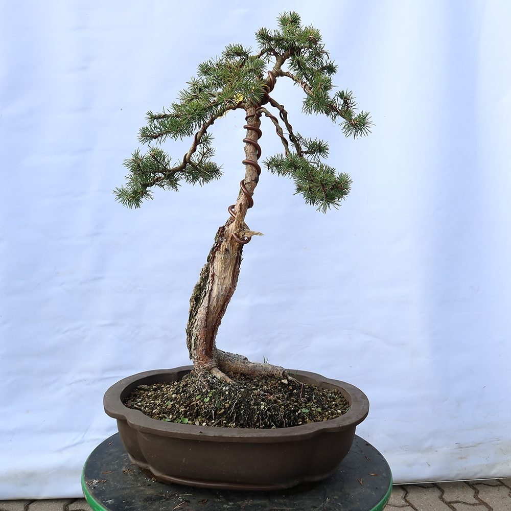 Pinus sylvestris Spanje - grove den